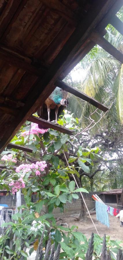 Walkers Hostel Trincomalee Ngoại thất bức ảnh